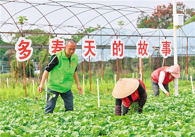 躬耕希望田园 助力乡村振兴 内容图1 潮汕网-实时追踪潮商/潮汕/汕头/揭阳/潮州的新闻资讯网站! 躬耕希望田园 助力乡村振兴 汕头市 图1张