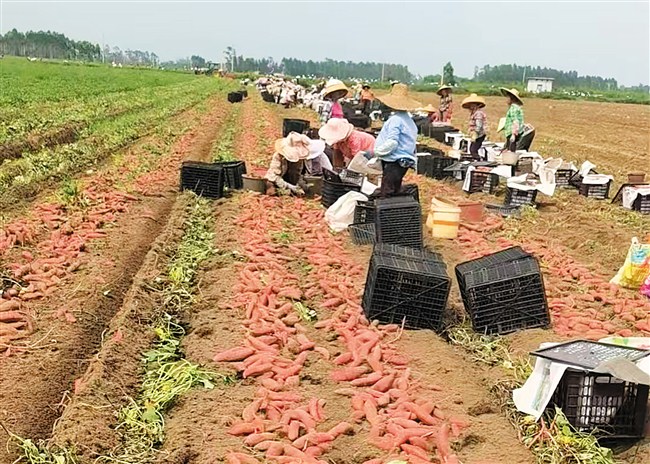 消费帮扶促振兴 助农增收暖人心 内容图1 潮汕网-实时追踪潮商/潮汕/汕头/揭阳/潮州的新闻资讯网站! 消费帮扶促振兴 助农增收暖人心 汕头市 图1张