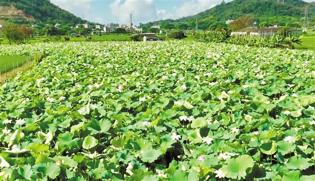 荷花盛放飘清香 美丽乡村引客来 内容图1 潮汕网-实时追踪潮商/潮汕/汕头/揭阳/潮州的新闻资讯网站! 荷花盛放飘清香 美丽乡村引客来 汕头市 图1张