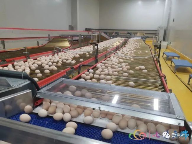 亚洲最大全产业链蛋鸡养殖项目在昆明东川建成试产 潮商资讯 图3张