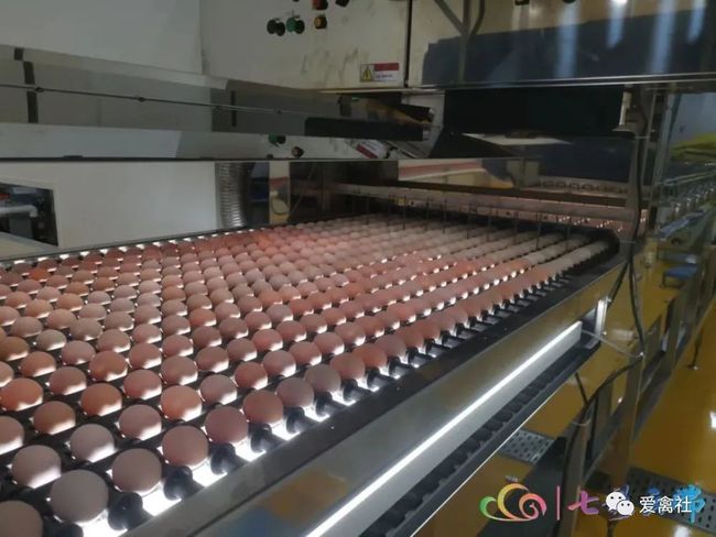 亚洲最大全产业链蛋鸡养殖项目在昆明东川建成试产 潮商资讯 图4张