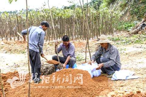 我市加快林木良种苗木培育 助力绿美揭阳建设 揭阳市 图1张