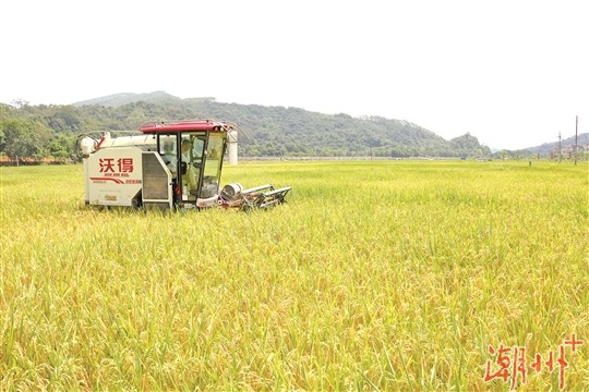 村民正在收割稻谷.jpg