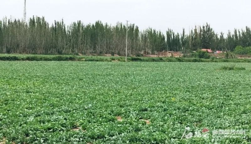 由北疆向南疆扩展 白云山板蓝根规范种植基地落地喀什 潮商资讯 图1张