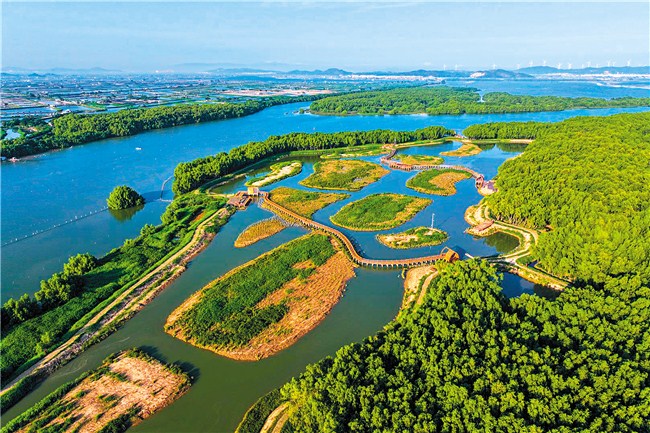 2000亩红树林构筑沿海生态屏障 汕头市 图1张