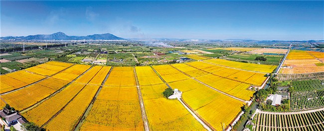 田野染“金” 稻谷飘香 汕头市 图1张