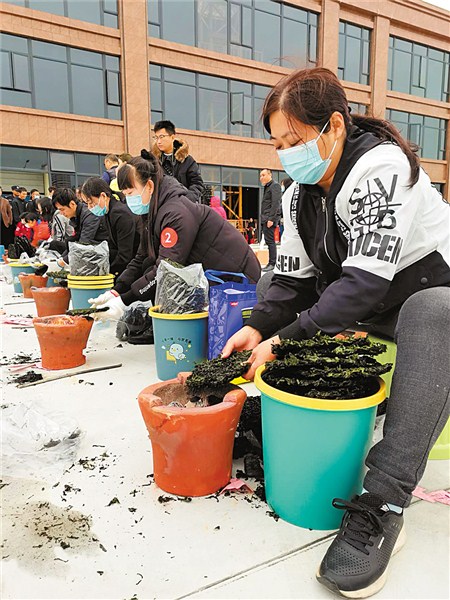 烤紫菜展风采 汕头市 图1张