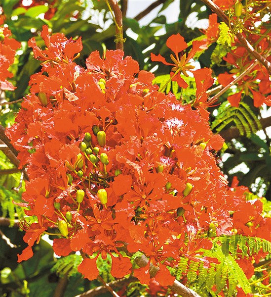 金凤花开夏意浓 汕头市 图2张