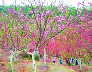 巨峰寺踏青 最新 图1张