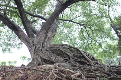 钟灵毓秀笔架山 最新 图1张