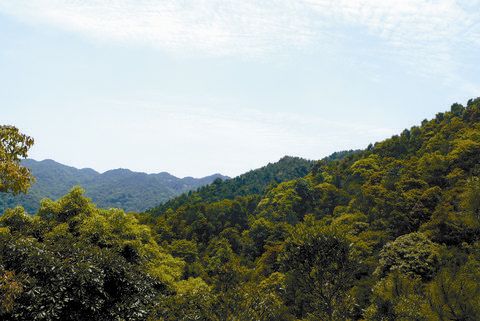 春来北山美如画——揭西大北山区森林景观掠影 最新 图1张