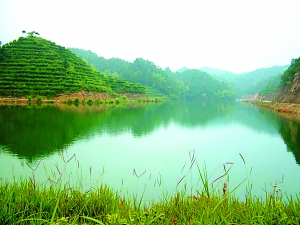 绿海渺渺云雾迷漫 大北山的生态茶田 最新 图1张