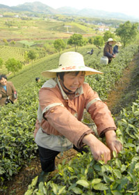 潮汕工夫茶通俗谈 最新 图1张