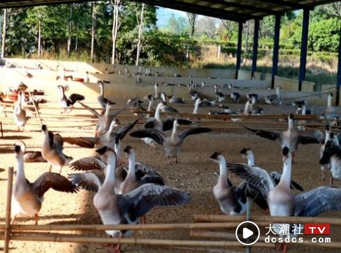 饶平狮头鹅