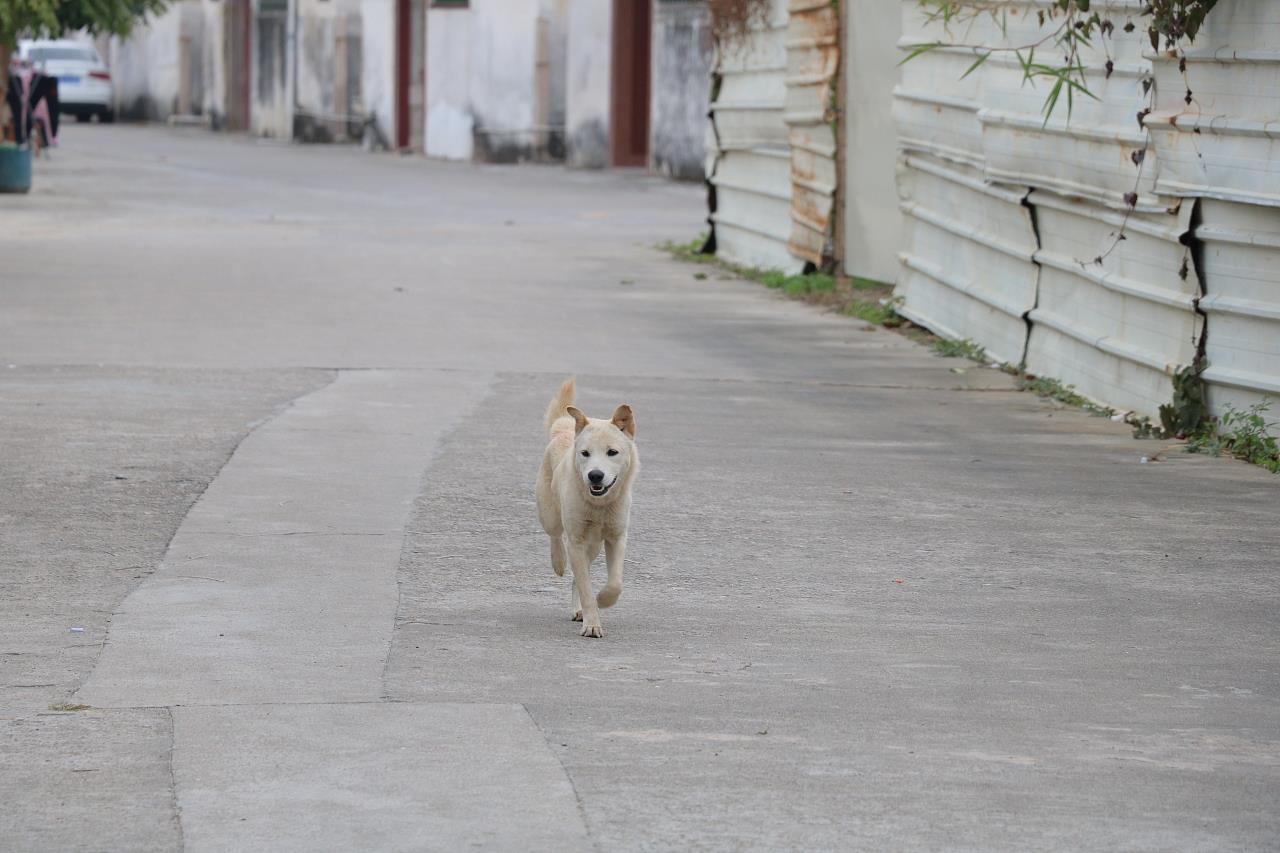 广东汕头乡村