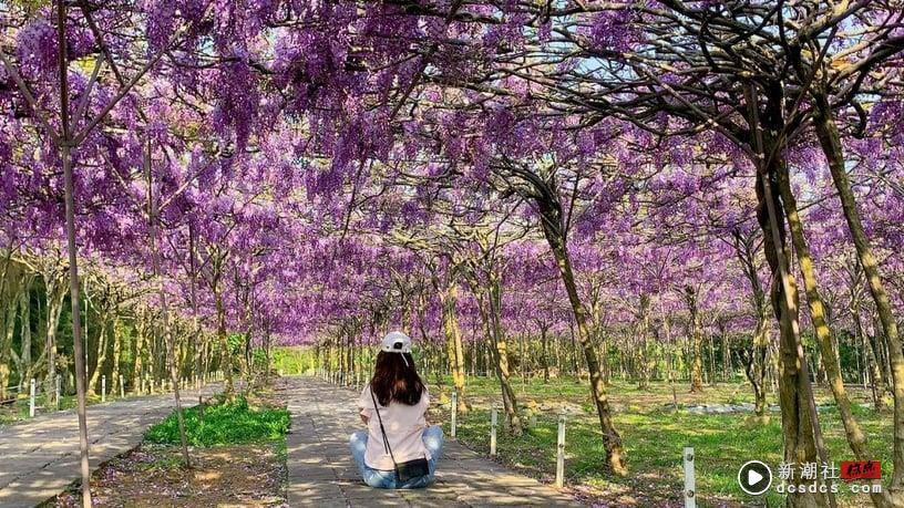 超梦幻“淡水紫藤园”3月开放！上千株紫藤花海浪漫盛开，限期两周必朝圣 最新 图4张