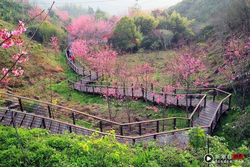 伴樱花入睡！8间樱花住宿推荐：奢华系露营、欧洲庄园风，窗外就有大片樱花海 最新 图9张