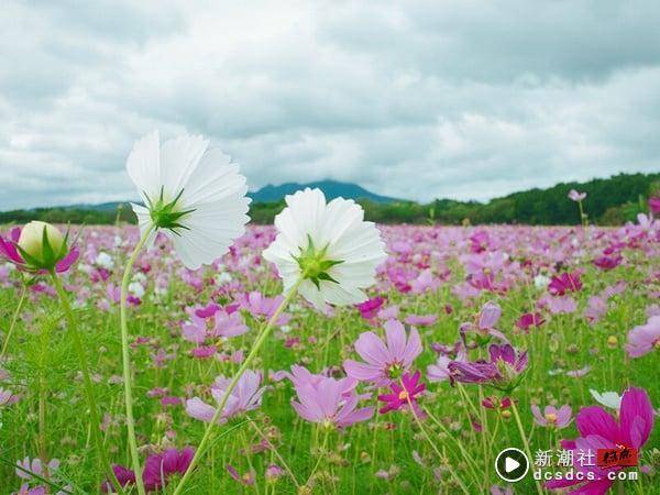 2023台北下半年花海推荐TOP6！17万盆向日葵爆炸盛开、阳明山绝美秋芒花浪一次看！ 最新 图4张