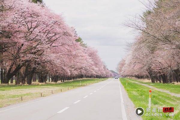 日本赏樱搭星宇！星宇航空ｘ星野推北海道赏樱，绝美樱花秘境＋入住星野度假村太chill 最新 图3张