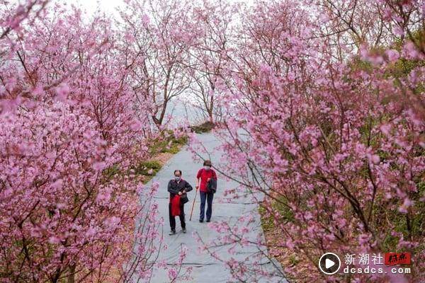 2024中国台湾赏樱景点推荐：阿里山樱花季推限定铁道、九族原民风樱花季有趣又好拍 最新 图2张