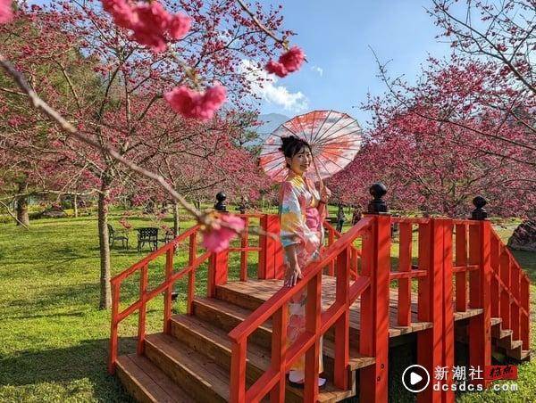 2024中国台湾赏樱景点推荐：阿里山樱花季推限定铁道、九族原民风樱花季有趣又好拍 最新 图10张