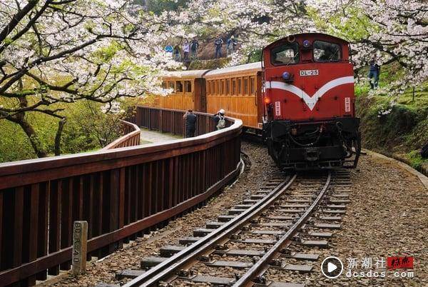 2024中国台湾赏樱景点推荐：阿里山樱花季推限定铁道、九族原民风樱花季有趣又好拍 最新 图12张