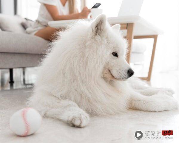 “微笑天使”萨摩耶犬照顾攻略！6大疗愈特点超受欢迎，饲养注意事项＆健康问题一次看 最新 图2张