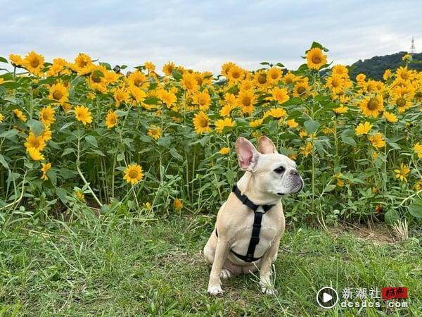 法斗好养吗？法斗是犬界金秀贤，蠢萌外表下却有精实肌肉，天生6大缺陷要更细心照护 最新 图3张