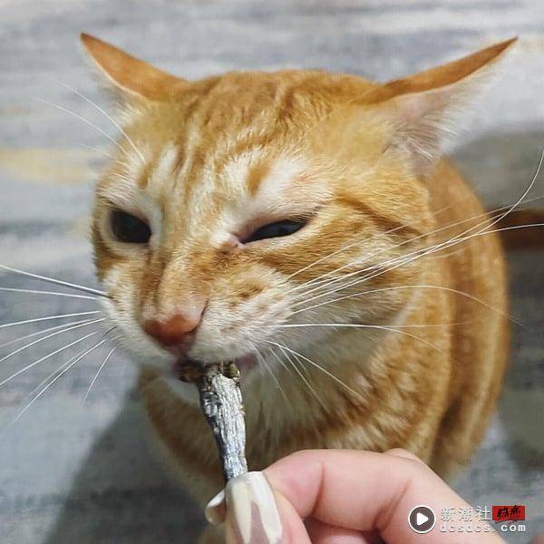 十只橘猫九只胖！看似好吃懒动的“橘猫”其实很聪明，橘猫特色＆饲养注意事项一次看 最新 图6张