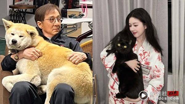 MBTI16人格适合养哪种猫狗？INFP适合养拉布拉多、INFJ黄金猎犬，“这人格”与杜宾最搭 最新 图1张