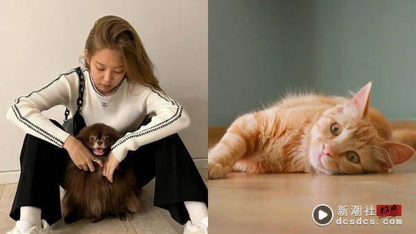 MBTI16人格适合养哪种猫狗？INFP适合养拉布拉多、INFJ黄金猎犬，“这人格”与杜宾最搭 最新 图2张