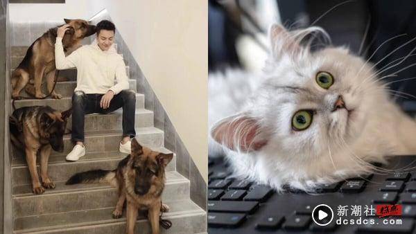 MBTI16人格适合养哪种猫狗？INFP适合养拉布拉多、INFJ黄金猎犬，“这人格”与杜宾最搭 最新 图8张