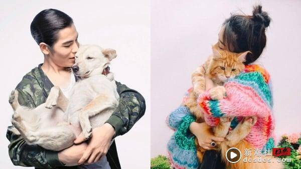 MBTI16人格适合养哪种猫狗？INFP适合养拉布拉多、INFJ黄金猎犬，“这人格”与杜宾最搭 最新 图11张