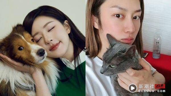 MBTI16人格适合养哪种猫狗？INFP适合养拉布拉多、INFJ黄金猎犬，“这人格”与杜宾最搭 最新 图13张