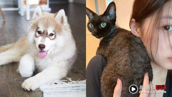 MBTI16人格适合养哪种猫狗？INFP适合养拉布拉多、INFJ黄金猎犬，“这人格”与杜宾最搭 最新 图14张