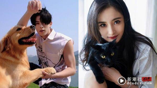 MBTI16人格适合养哪种猫狗？INFP适合养拉布拉多、INFJ黄金猎犬，“这人格”与杜宾最搭 最新 图15张