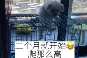 狗狗爬屋顶 #搞笑 #比熊 #狗狗