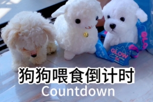 狗狗喂食倒计时 #搞笑 #比熊 #萌宠