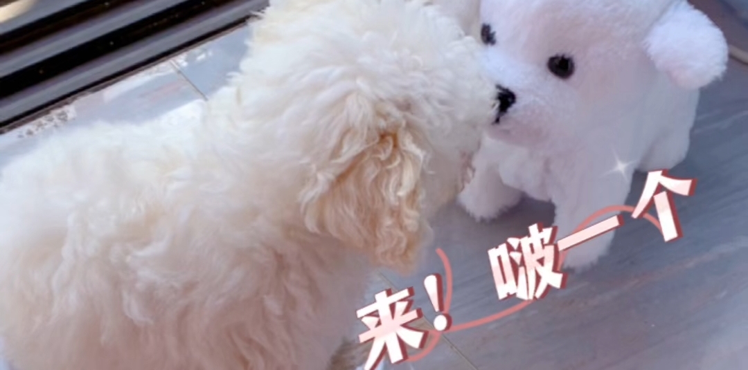 狗狗喂食倒计时-升级版！ #搞笑 #比熊 #狗狗